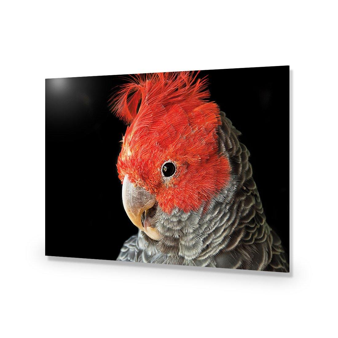 Delilah the Red Headed Parrot - Wall Art Designs - 3086_AR_H WAD_AP - 030 - EDG_45x30_NONE