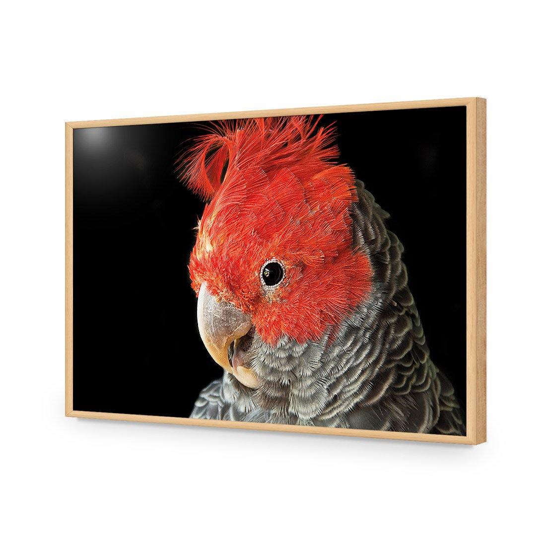 Delilah the Red Headed Parrot - Wall Art Designs - 3086_AR_H WAD_AP - 030 - EDG_45x30_S - 2538 - OAK