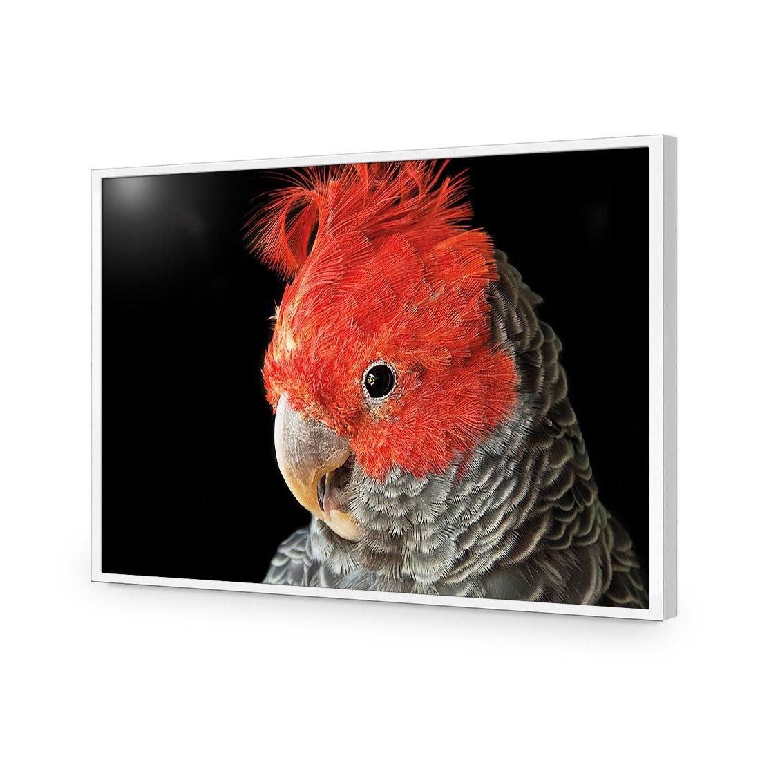 Delilah the Red Headed Parrot - Wall Art Designs - 3086_AR_H WAD_AP - 030 - EDG_45x30_S - 2538 - WHT