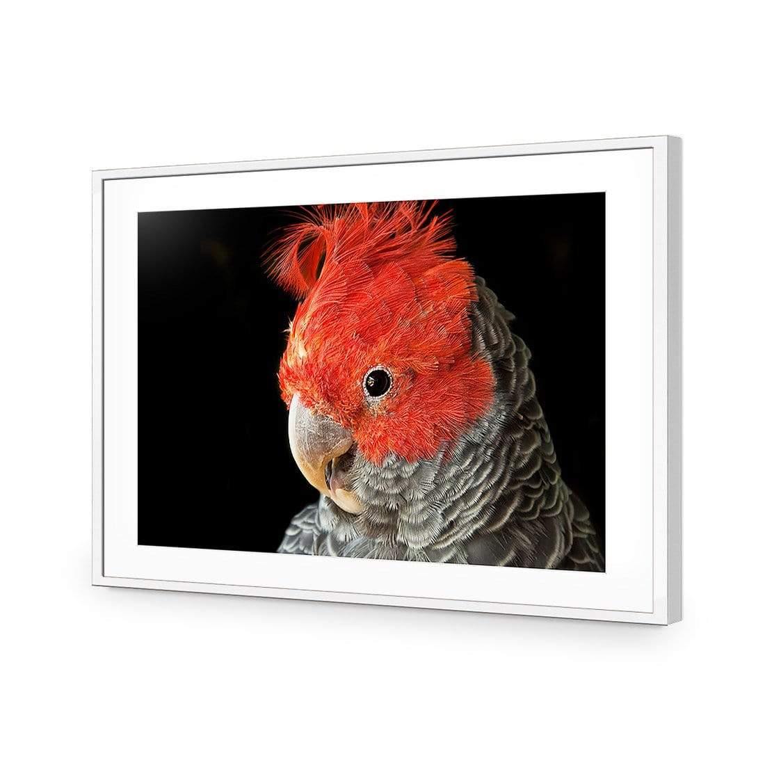 Delilah the Red Headed Parrot - Wall Art Designs - 3086_AR_H WAD_CP - MPY - 260 - M - S - S_45x30_NONE