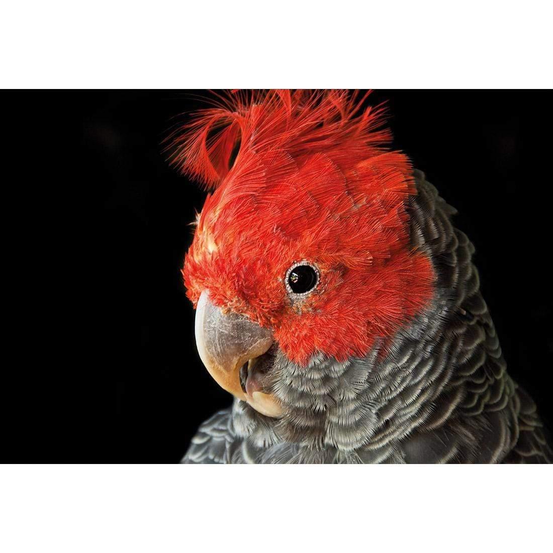 Delilah the Red Headed Parrot - Wall Art Designs - 3086_AR_H WAD_CP - MPY - 260 - M - S - S_45x30_NONE