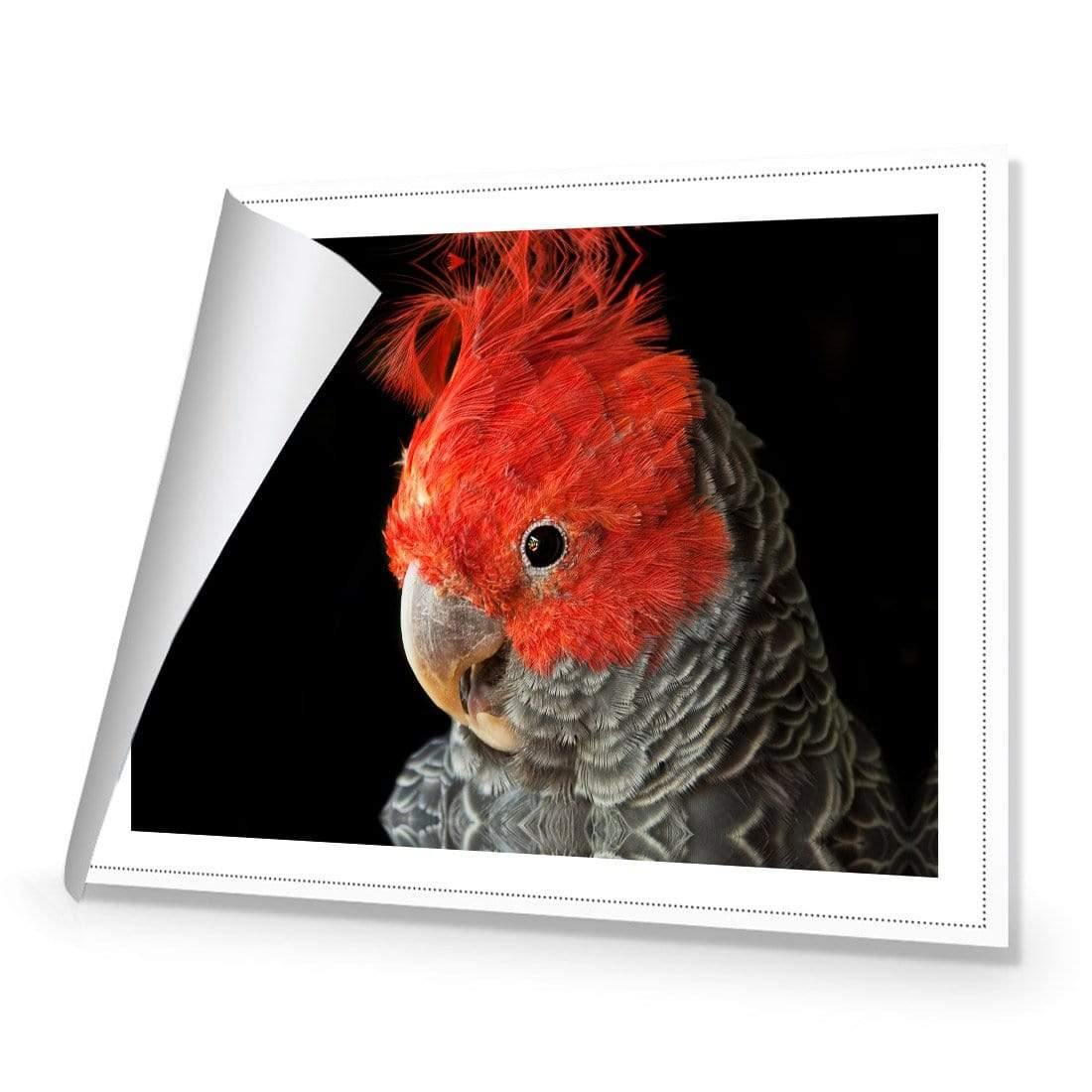 Delilah the Red Headed Parrot - Wall Art Designs - 3086_AR_H WAD_CP - MPY - 260 - M - S - S_45x30_NONE