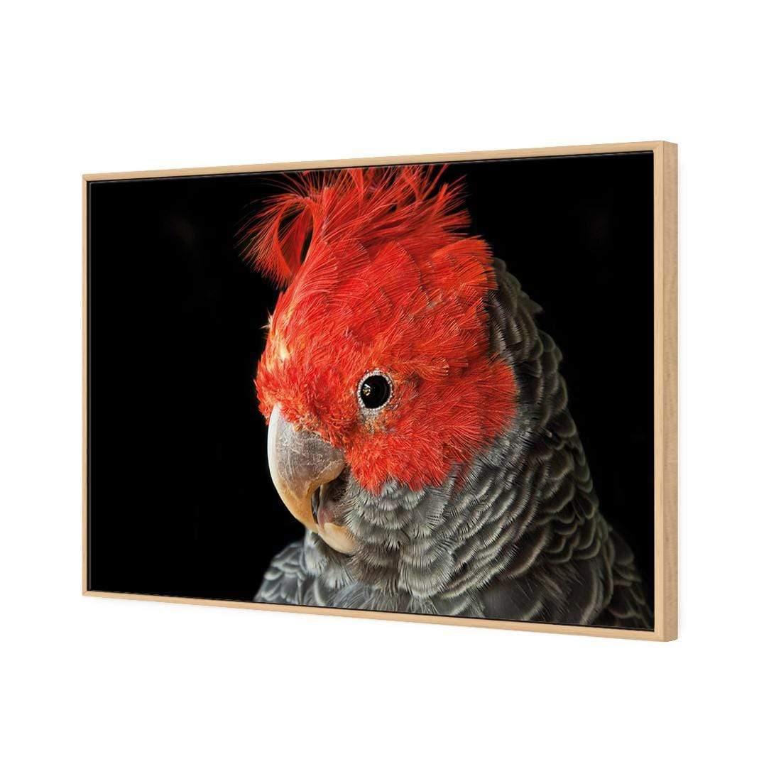 Delilah the Red Headed Parrot - Wall Art Designs - 3086_AR_H WAD_CP - MPY - 260 - M - S - S_45x30_NONE