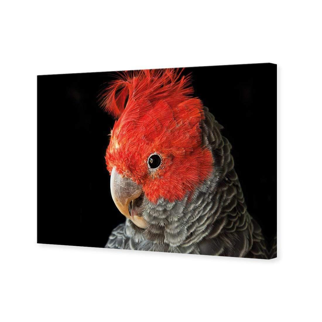 Delilah the Red Headed Parrot - Wall Art Designs - 3086_AR_H WAD_CP - MPY - 260 - M - S - S_45x30_NONE