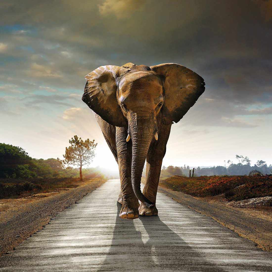 Determined Elephant
