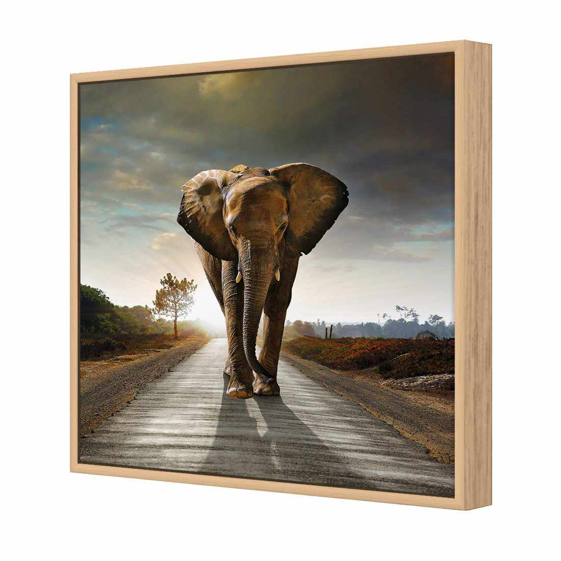 Determined Elephant | Standard Canvas | Floating Frame | Oak
