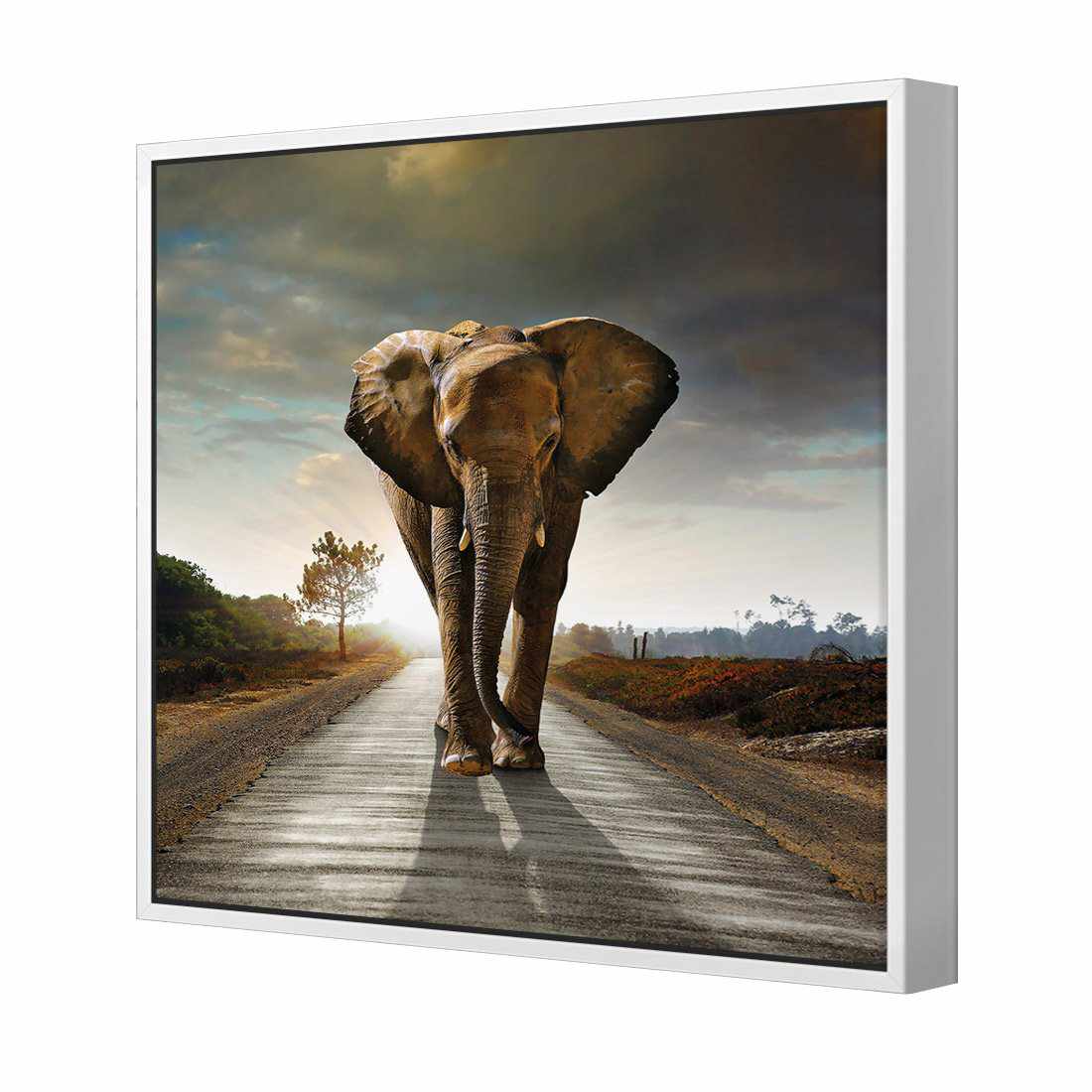 Determined Elephant | Standard Canvas | Floating Frame | White