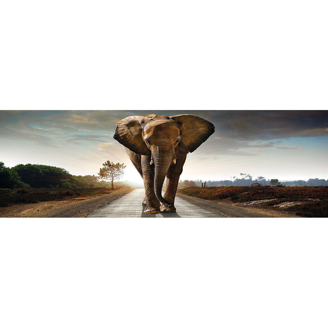 Determined Elephant, Long Acrylic Glass Art - Wall Art Designs - 3022_AL_H WAD_AP - 030 - MAT_60x20_NONE