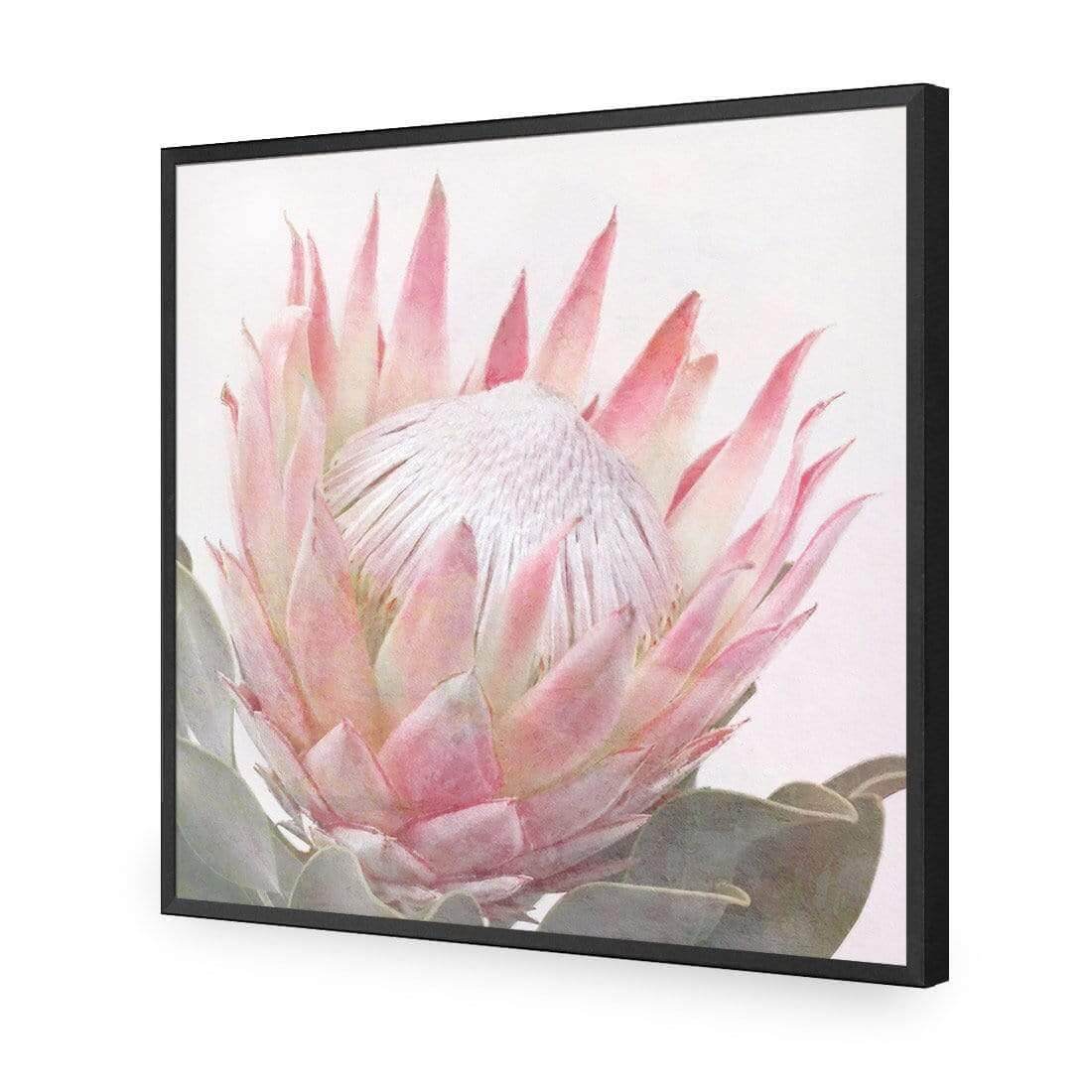 Dreamy Protea (Square) - Wall Art Designs - AU_1099_AS_Q WAD_AP - 030 - EDG_37x37_S - 2538 - BLK