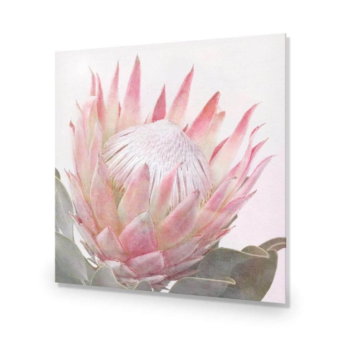 Dreamy Protea (Square) - Wall Art Designs - AU_1099_AS_Q WAD_AP - 030 - EDG_37x37_NONE