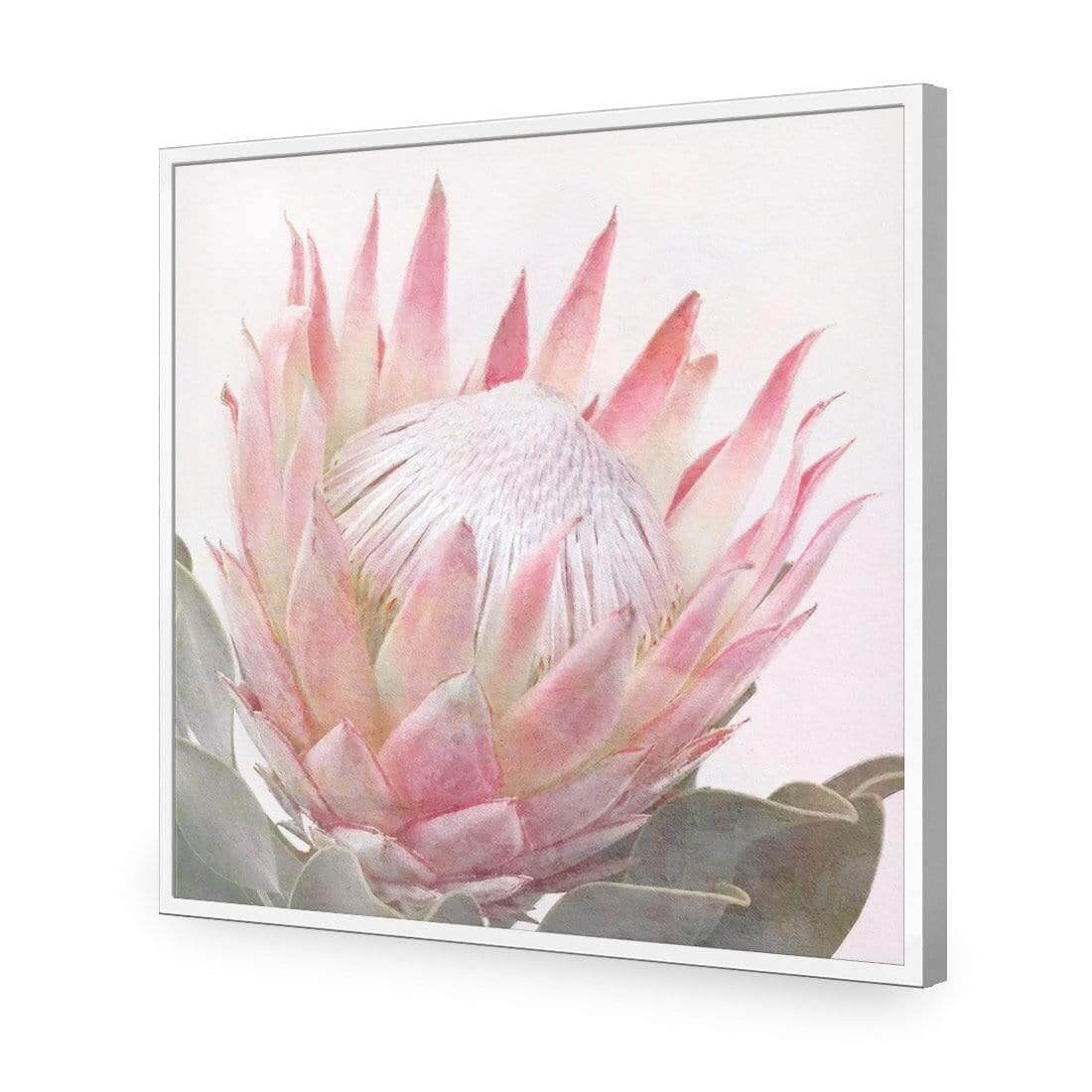 Dreamy Protea (Square) - Wall Art Designs - AU_1099_AS_Q WAD_AP - 030 - EDG_37x37_S - 2538 - WHT