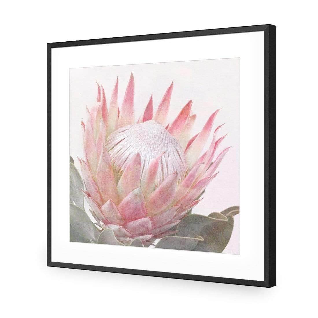 Dreamy Protea (Square) - Wall Art Designs - AU_1099_AS_Q WAD_AP - 030 - MAT_37x37_S - 2538 - BLK