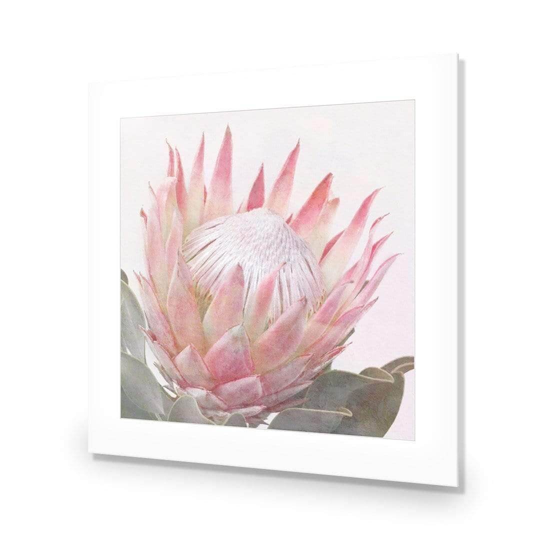 Dreamy Protea (Square) - Wall Art Designs - AU_1099_AS_Q WAD_AP - 030 - MAT_37x37_NONE