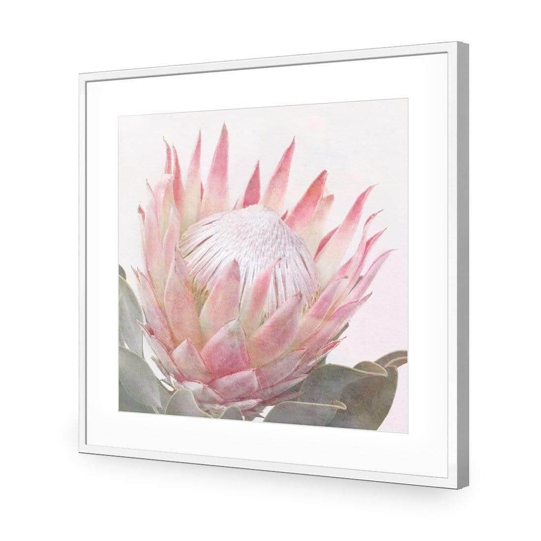 Dreamy Protea (Square) - Wall Art Designs - AU_1099_AS_Q WAD_AP - 030 - MAT_37x37_S - 2538 - WHT