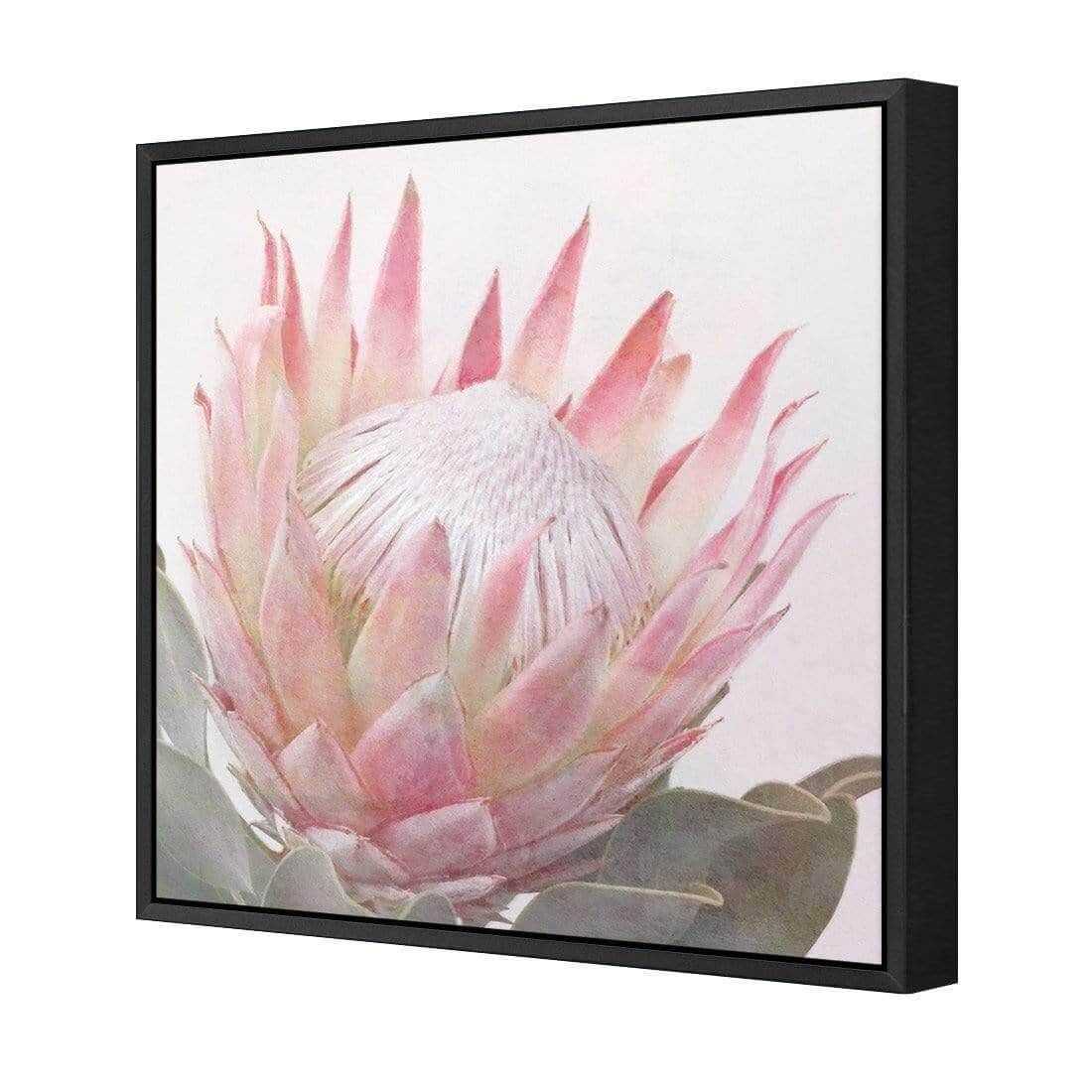 Dreamy Protea (Square) - Wall Art Designs - AU_1099_AS_Q WAD_CP - MPY - 260 - M - S - S_37x37_S - 1550 - BLK