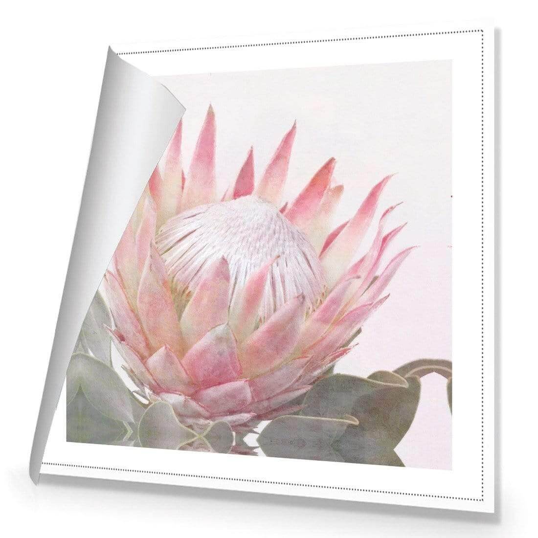 Dreamy Protea (Square) - Wall Art Designs - AU_1099_AS_Q WAD_CP - MPY - 260 - M - R_37x37_NONE