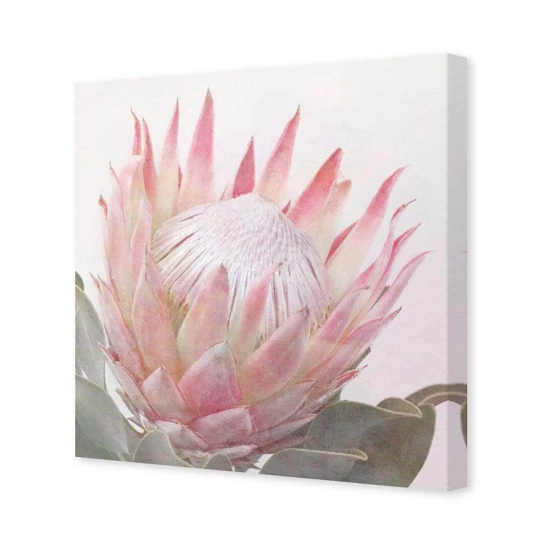 Dreamy Protea (Square) - Wall Art Designs - AU_1099_AS_Q WAD_CP - MPY - 260 - M - S - S_37x37_NONE