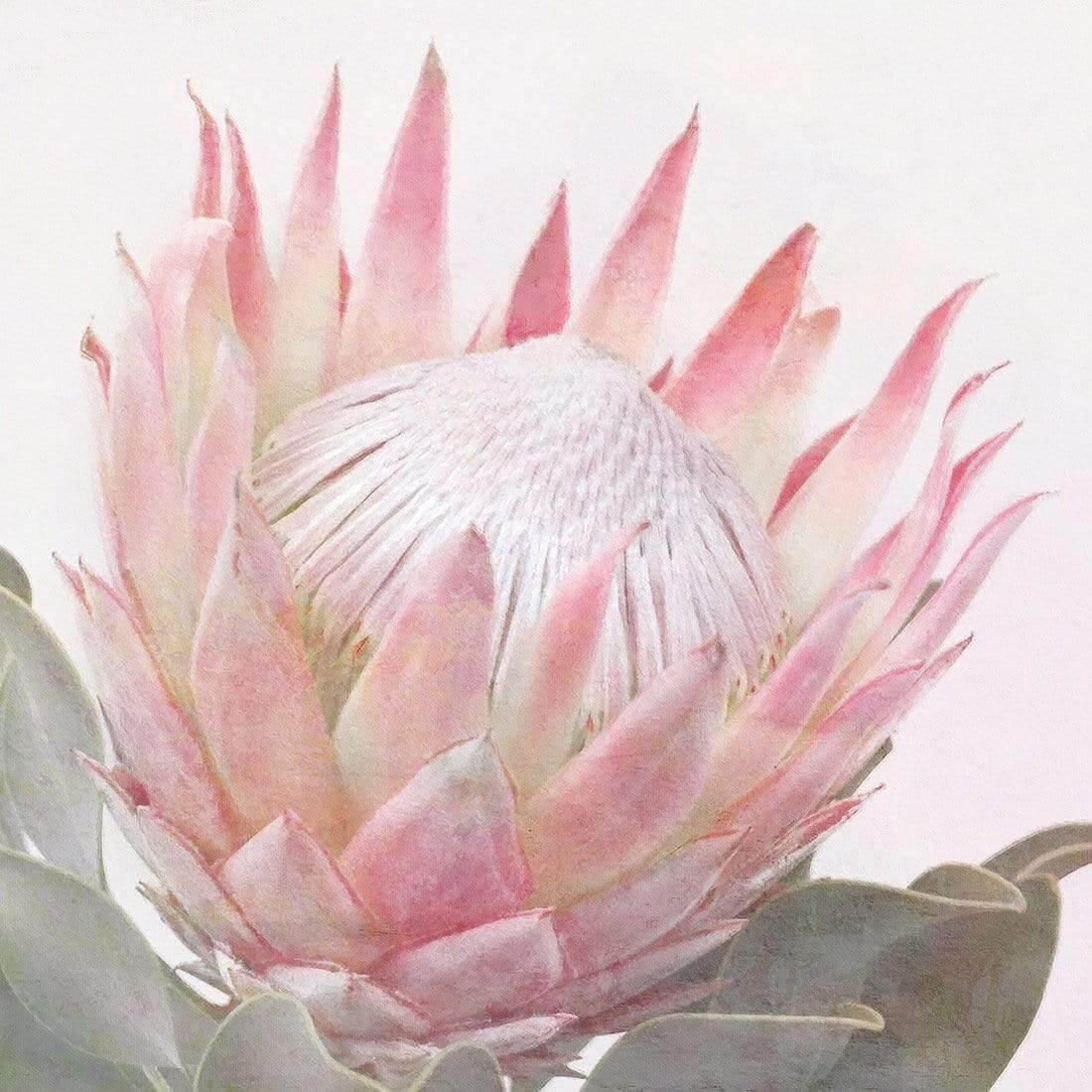 Dreamy Protea (Square) - Wall Art Designs - AU_1099_AS_Q WAD_CP - MPY - 260 - M - S - S_37x37_NONE