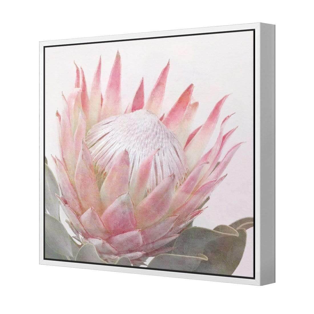 Dreamy Protea (Square) - Wall Art Designs - AU_1099_AS_Q WAD_CP - MPY - 260 - M - S - S_37x37_S - 1550 - WHT