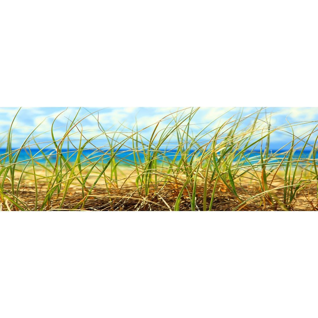 Dune Grass (Long) - Wall Art Designs - 308_AL_H WAD_CP - MPY - 260 - M - S - S_60x20_NONE