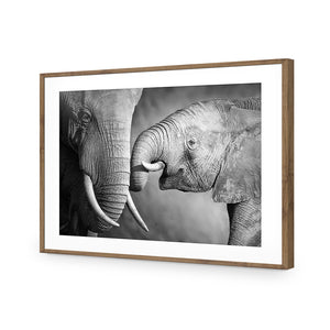 Elephant And Mum, B&W | Standard Acrylic | Flat Frame With Border | Natural