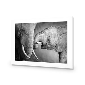 Elephant And Mum, B&W | Standard Acrylic | No Frame With Border