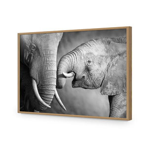 Elephant And Mum, B&W | Standard Acrylic | Flat Frame No Border | Oak