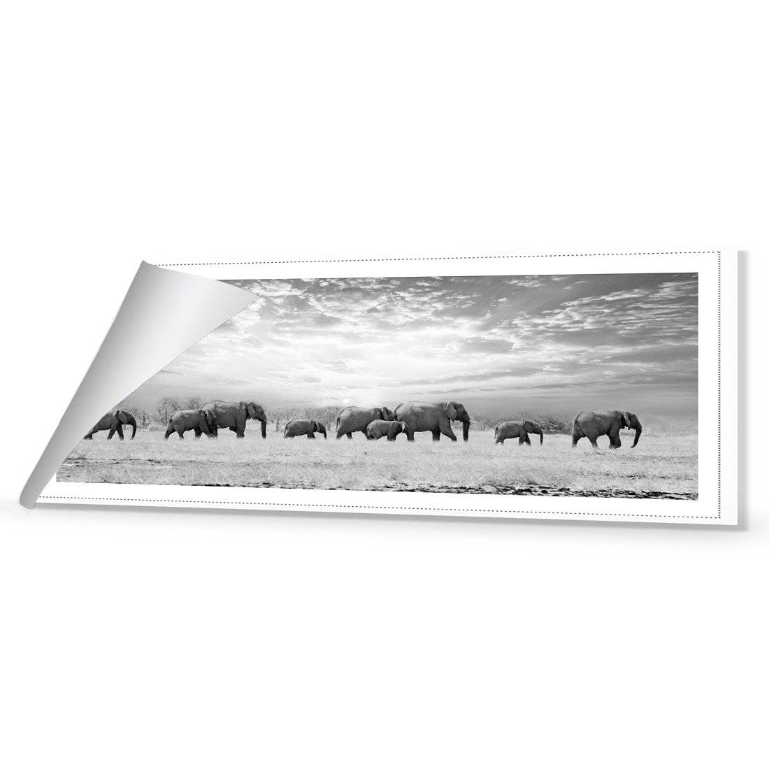 Elephant Trail, B&W | Classic Canvas | No Frame | Rolled Canvas