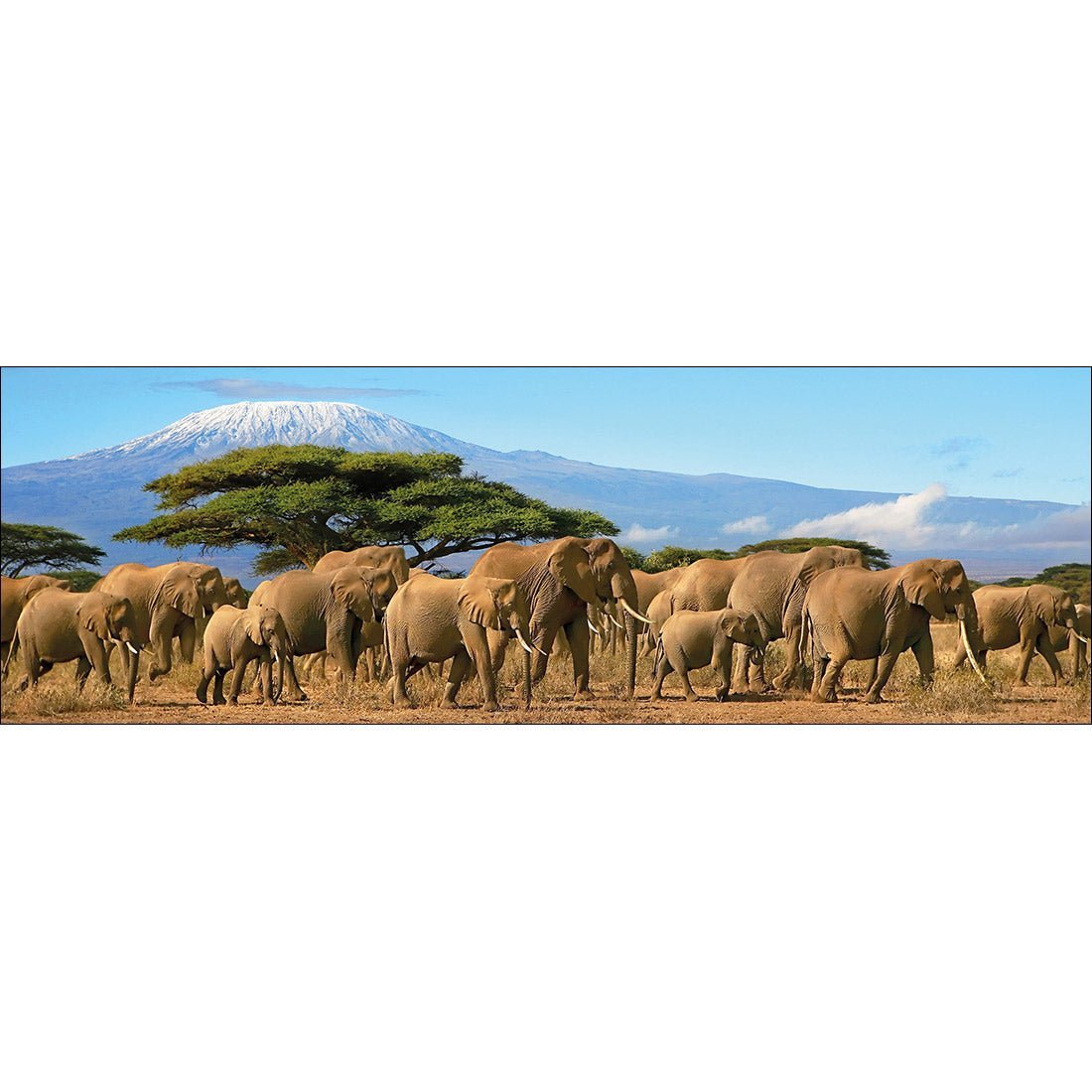 Elephant Under Savannah (Long) - Wall Art Designs - 1203_AL_H WAD_CP - MPY - 260 - M - S - S_60x20_NONE