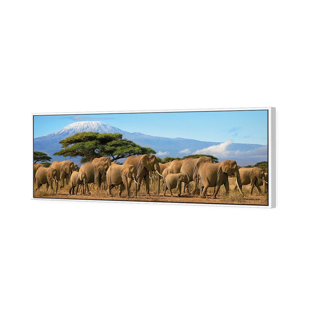 Elephant Under Savannah (Long) - Wall Art Designs - 1203_AL_H WAD_CP - MPY - 260 - M - S - S_60x20_S - 1550 - WHT