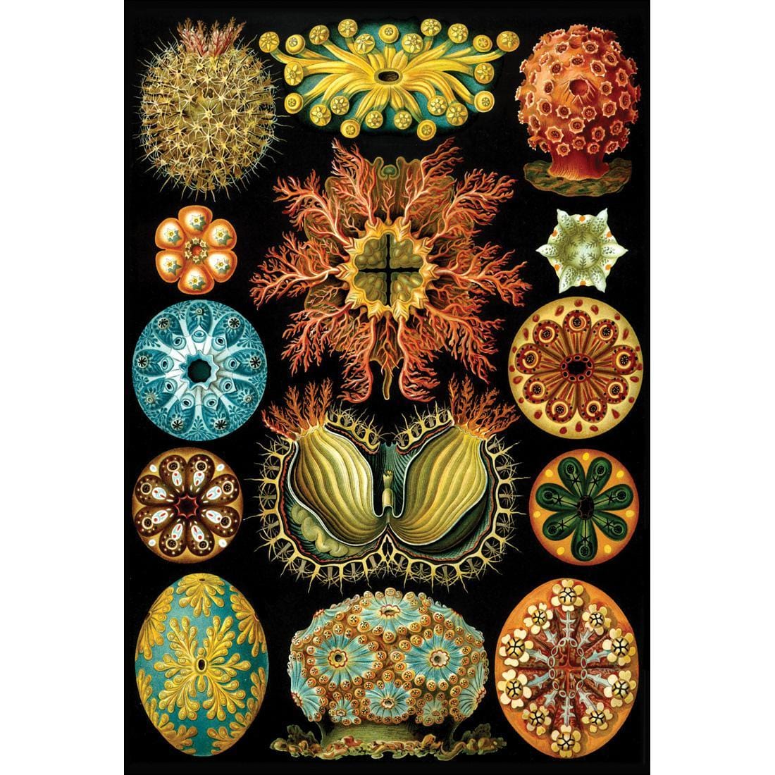 Ernst Haeckel Illustration | Classic Canvas | No Frame | Stretched Canvas