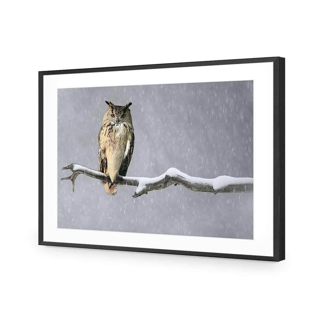 Eurasian Eagle Owl | Classic Acrylic | Flat Frame With Border | Black