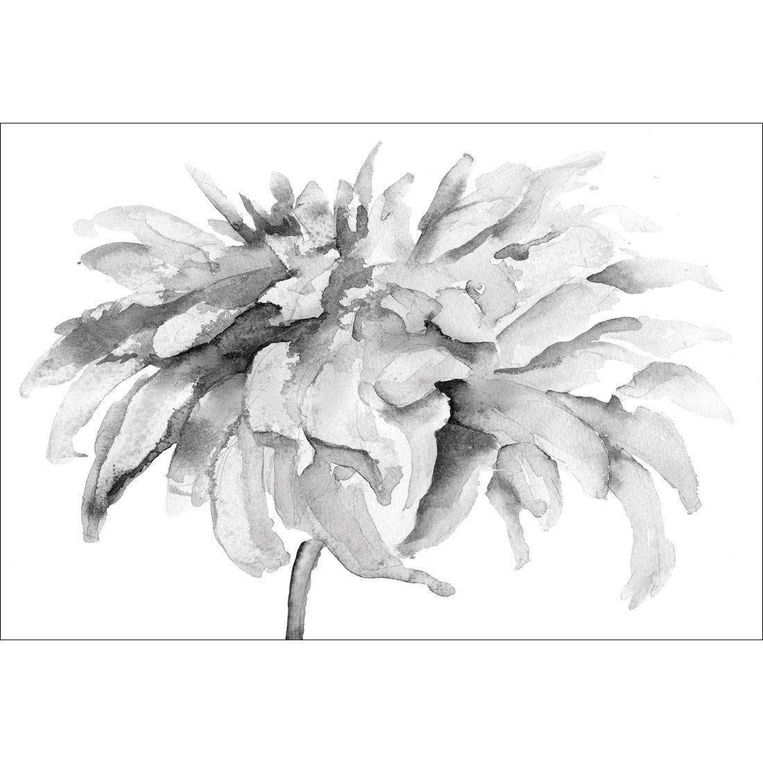 Fairy Floss, B&W