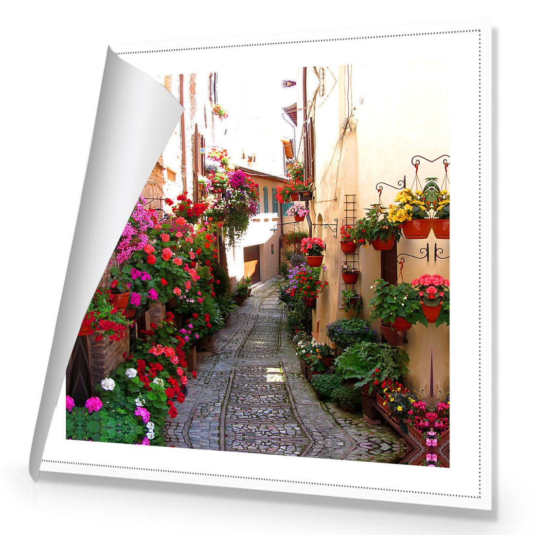 Floral Alley in Italy (square) - Wall Art Designs - 1983_AS_Q WAD_CP - MPY - 260 - M - S - S_37x37_NONE