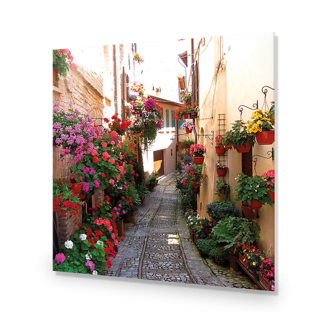 Floral Alley in Italy (square) - Wall Art Designs - 1983_AS_Q WAD_CP - MPY - 260 - M - S - S_37x37_NONE