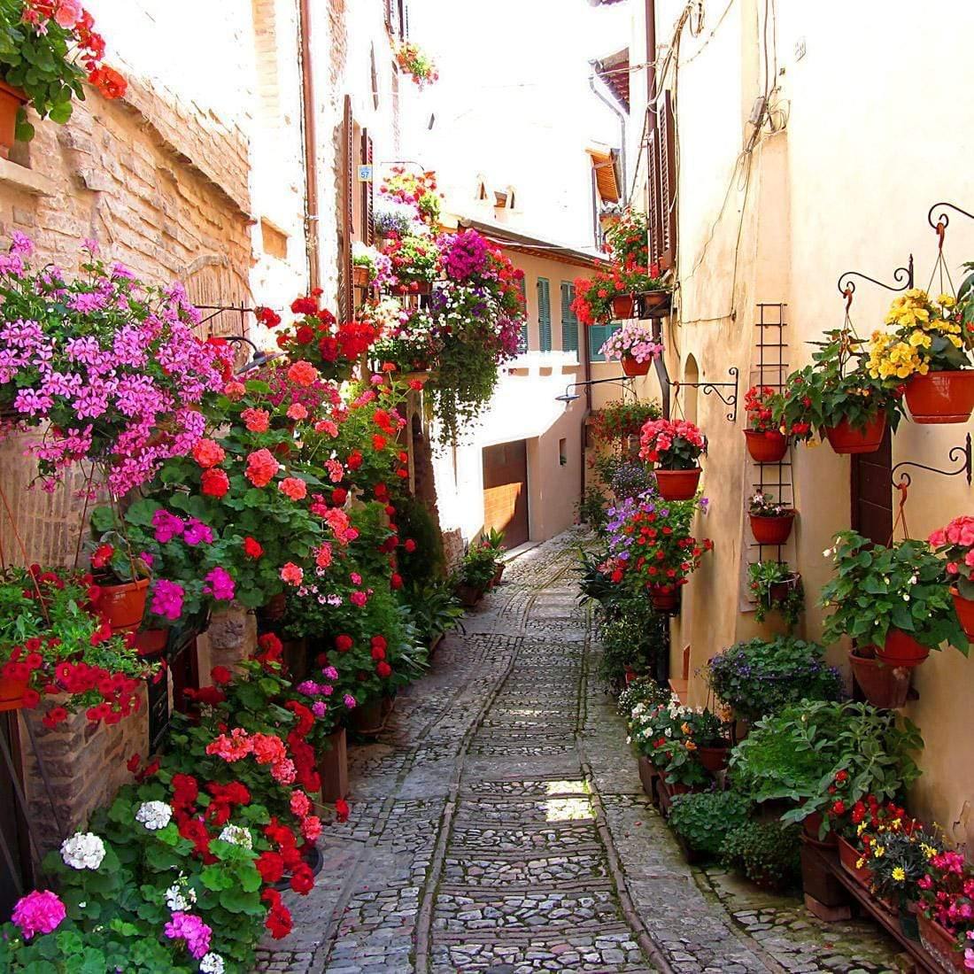 Floral Alley in Italy (square) - Wall Art Designs - 1983_AS_Q WAD_CP - MPY - 260 - M - S - S_37x37_NONE