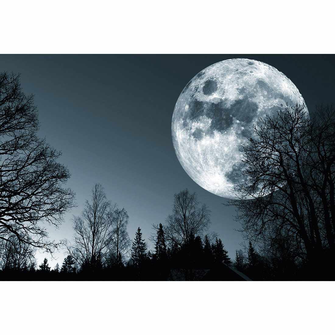 Forest Moon Canvas Art - Wall Art Designs - 2622_AR_H WAD_CP - MPY - 260 - M - S - S_45x30_NONE