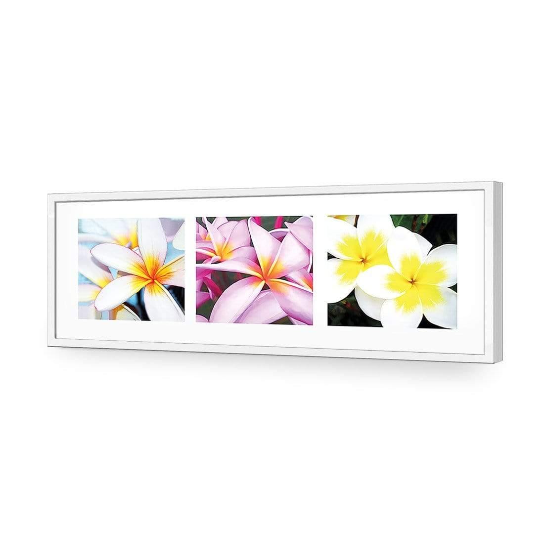 Frangipani Montage | Classic Acrylic | Flat Frame No Border | White