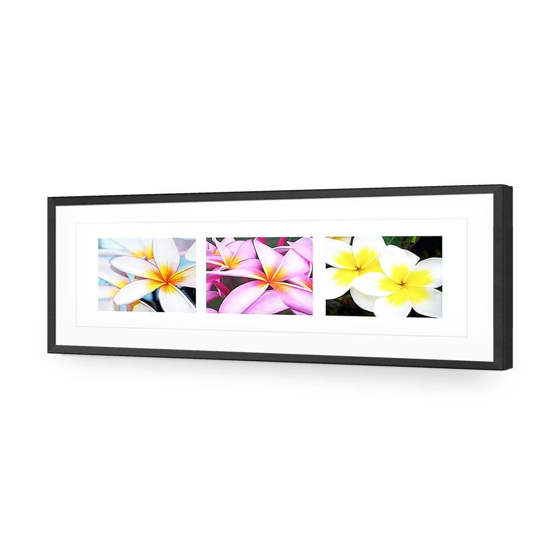 Frangipani Montage | Classic Acrylic | Flat Frame With Border | Black