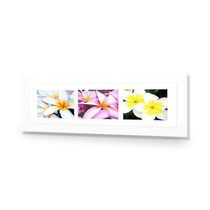 Frangipani Montage | Classic Acrylic | No Frame With Border