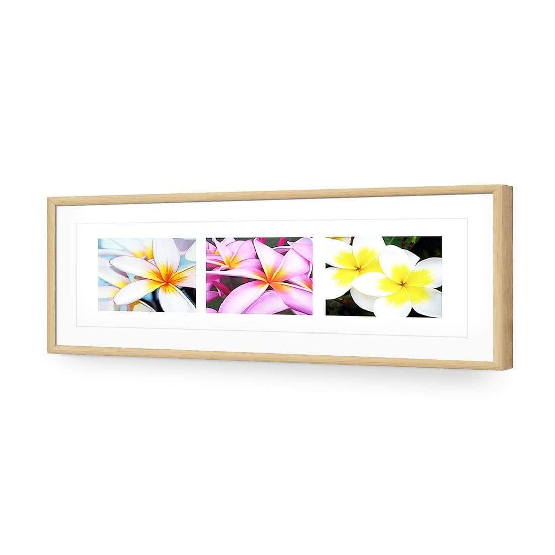 Frangipani Montage | Classic Acrylic | Flat Frame With Border | Oak