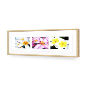 Frangipani Montage | Classic Acrylic | Flat Frame With Border | Oak