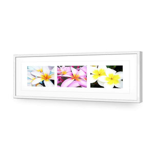 Frangipani Montage | Classic Acrylic | Flat Frame With Border | White