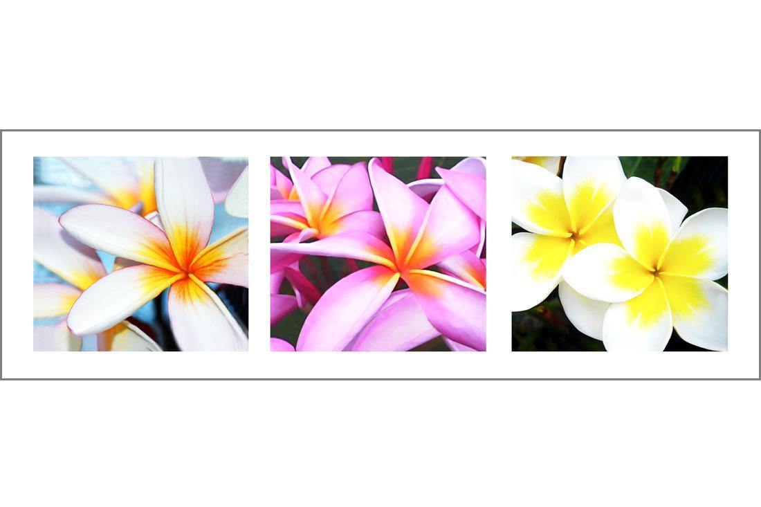 Frangipani Montage | Classic Canvas | No Frame | Stretched Canvas