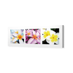 Frangipani Montage | Classic Canvas | No Frame | Stretched Canvas