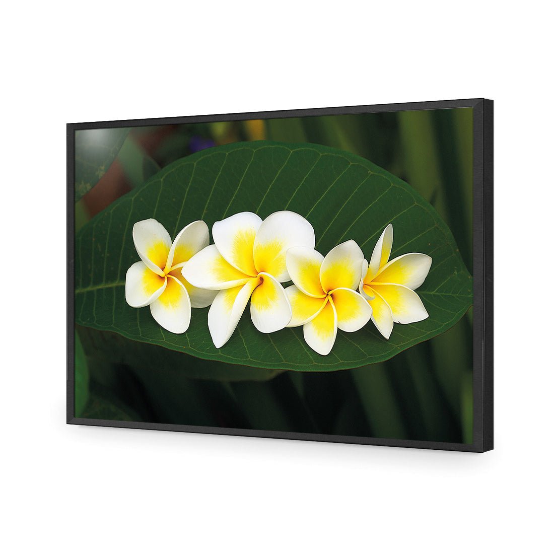 Frangipanis Floating - Wall Art Designs - 2541_AR_H WAD_AP - 030 - EDG_45x30_S - 2538 - BLK