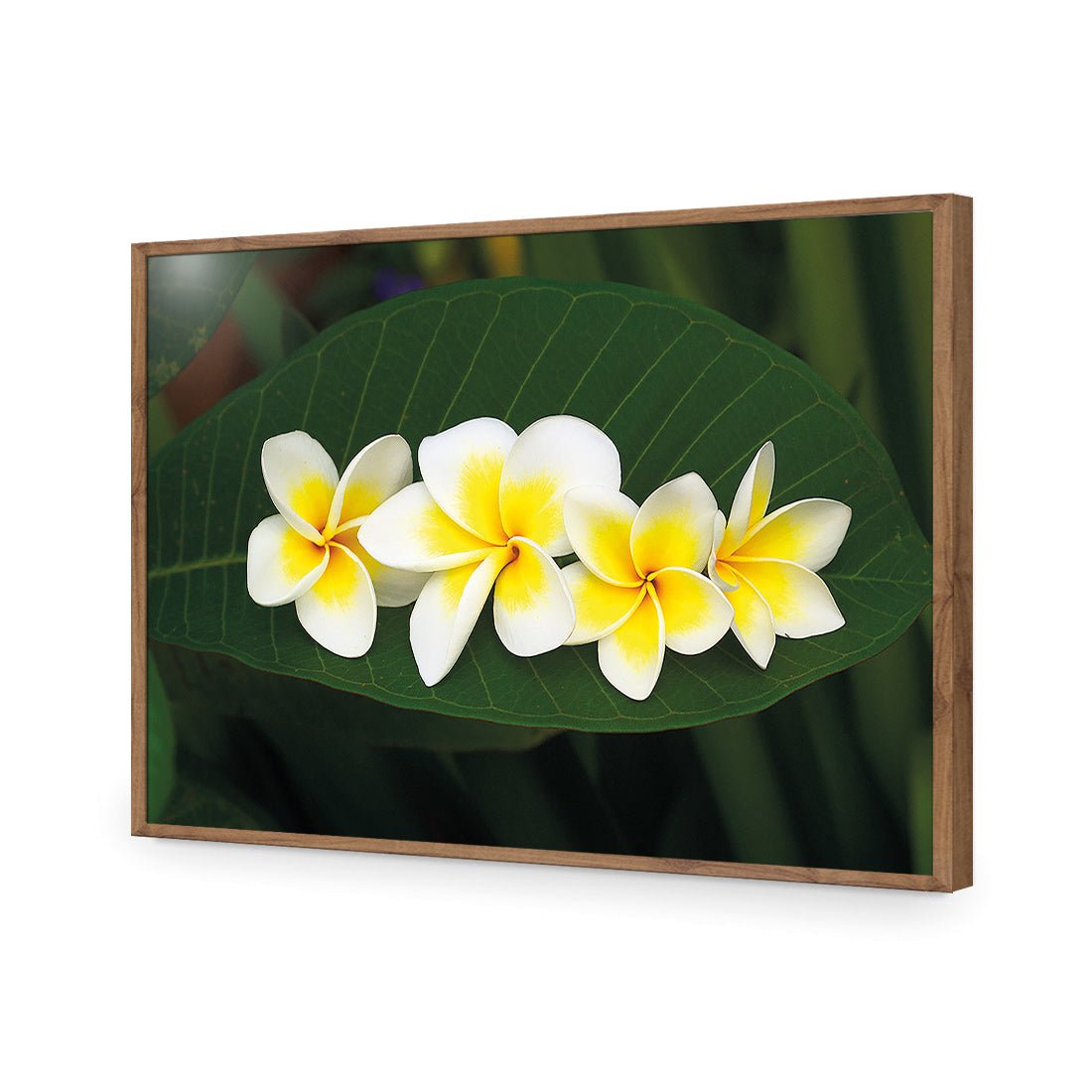 Frangipanis Floating - Wall Art Designs - 2541_AR_H WAD_AP - 030 - EDG_45x30_S - 2538 - NAT