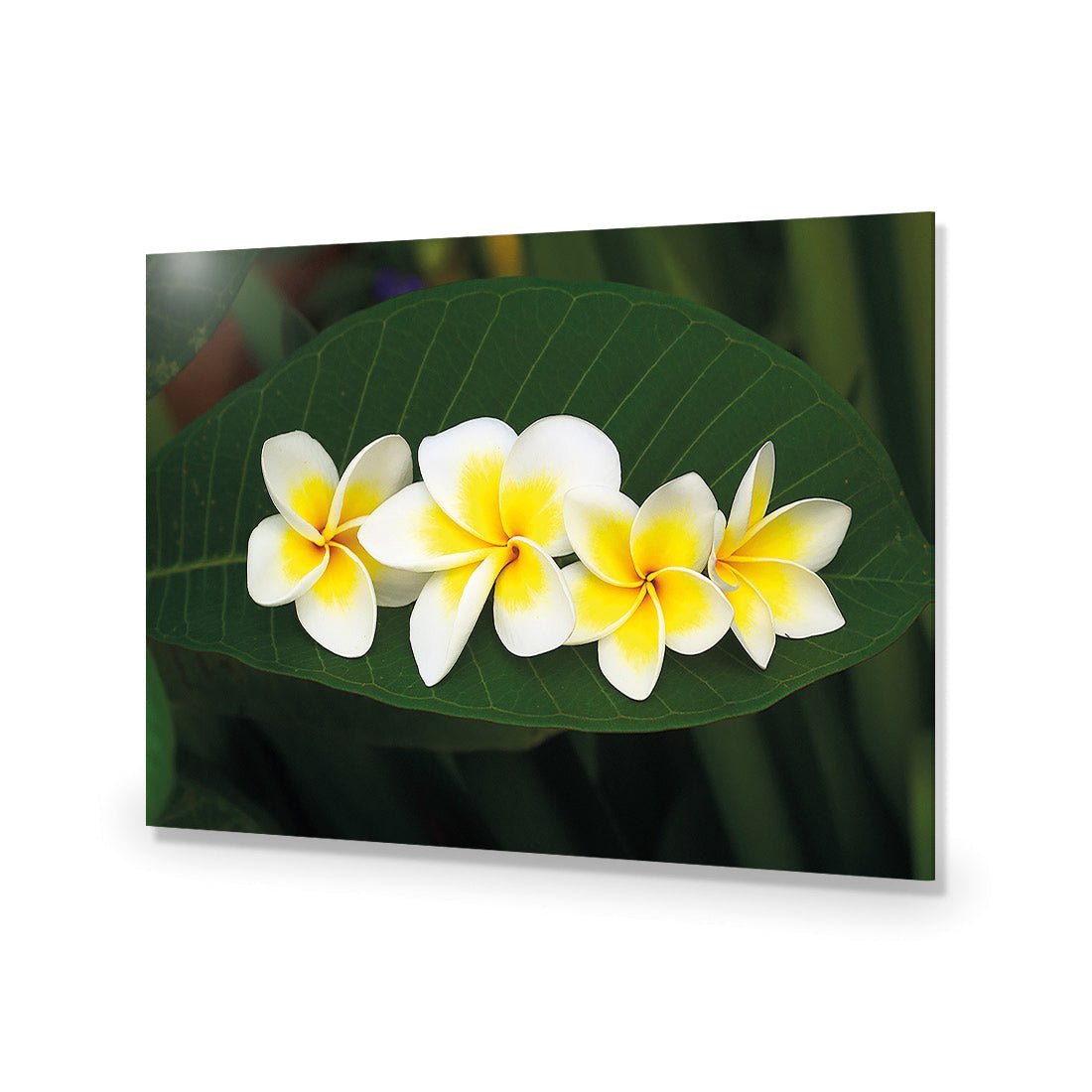 Frangipanis Floating - Wall Art Designs - 2541_AR_H WAD_AP - 030 - EDG_45x30_NONE