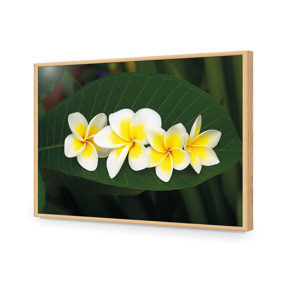 Frangipanis Floating - Wall Art Designs - 2541_AR_H WAD_AP - 030 - EDG_45x30_S - 2538 - OAK