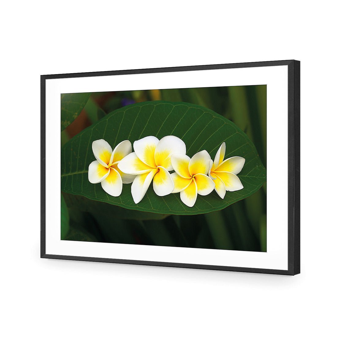 Frangipanis Floating - Wall Art Designs - 2541_AR_H WAD_AP - 030 - MAT_45x30_S - 2538 - BLK